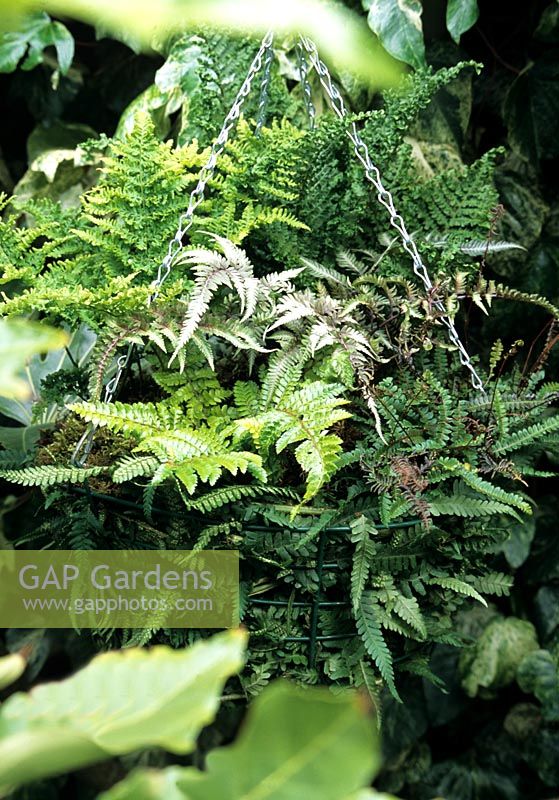 Fern collection growing in deep shade in a wire hanging basket lined with fern fronds. Plants include Grey leaved Japanese painted fern, Athyrium niponicum pictum and small leaved Blechnum penna-marina at the front edge