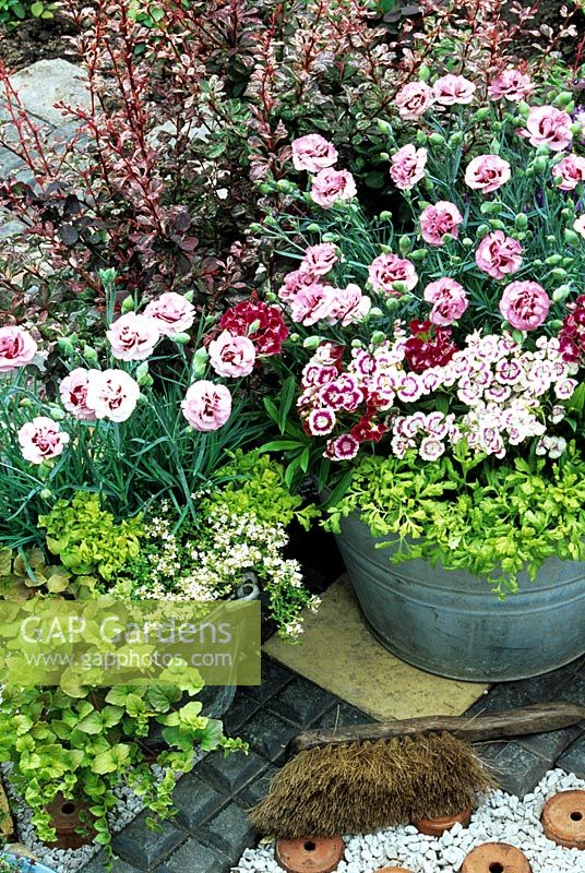 Scented flowers and leaves in a recycled bucket and tin bowl. Dianthus 'Raspberry Sundae' - Pinks with dwarf Sweet Williams, Tanacetum - Feverfew 'Golden Moss', Thymus -Thyme and Satureja douglasii 'Indian Mint' -the toothpaste plant in the front