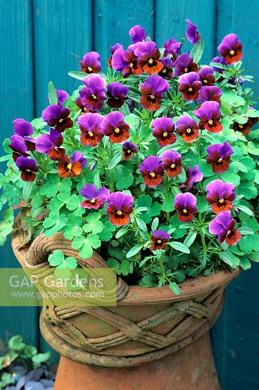 Viola 'Mollys Sister' in decorative terracotta pan with foliage of Dwarf Aquilegia