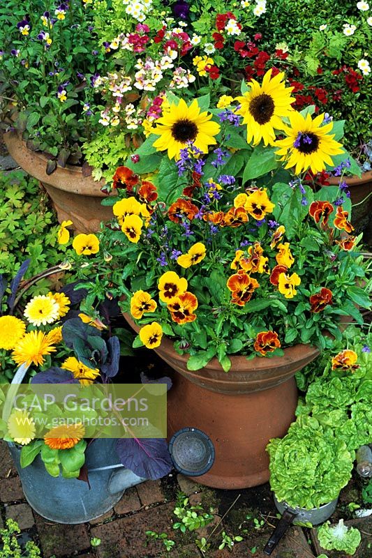 Cottage garden style Summer containers with Helianthus 'Choc Chip' - Dwarf Sunflowers, Calendula - Marigolds and Violas - Pansies and the vegetables, red leaved Brussels sprouts in a watering can and lettuce 'Tom Thumb' in an old saucepan 