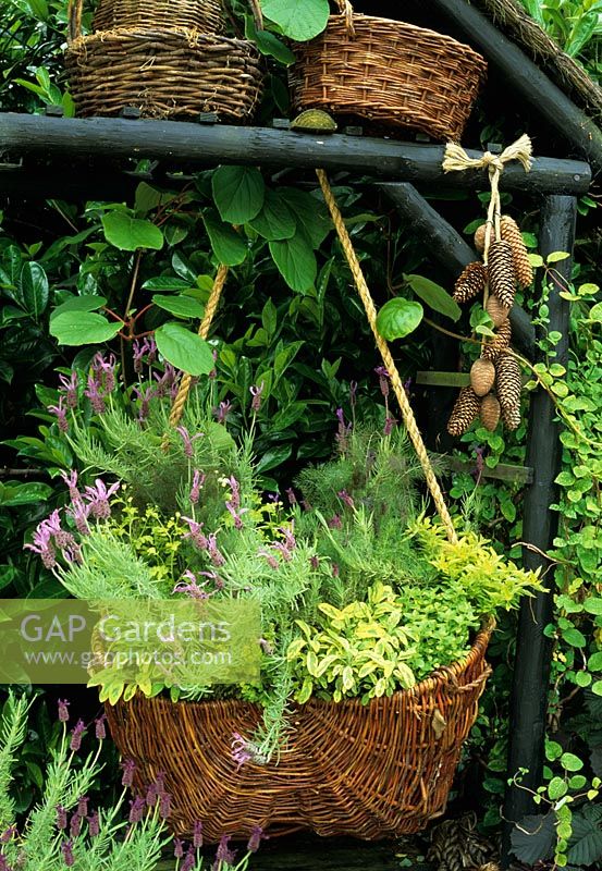 Wicker hanging basket suspended in a rustic arbour with Yellow leaved herbs including Salvia officinalis 'Icterina' - Golden Marjoram, Lavandula stoechas pendunculata - French lavender