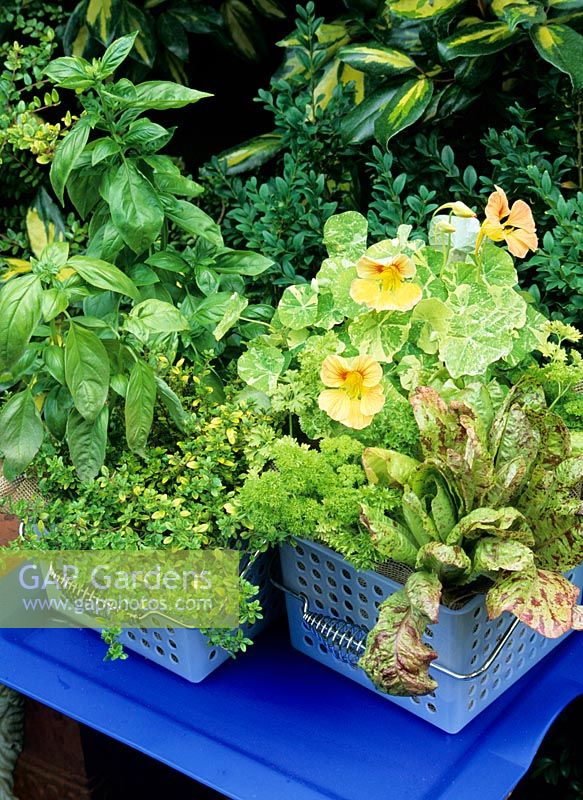 Contemporary style kitchen containers with Sweet basil, Yellow leaved thymus - Thymus, Parsley, Lettuce 'Freckles' and the variegated leaved Nasturtium 'Peach Schnapps' 