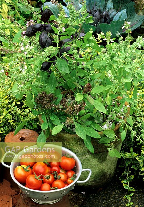 Weathered terracotta pot with summer selection of Basils comprising of Lemon basil, Thai basil and Purple basil