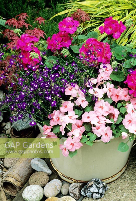 Old recycled enamel tin bowl in Summer with Impatiens - Busy Lizzies, Lobelia and Pelargoniums in brightly coloured theme 