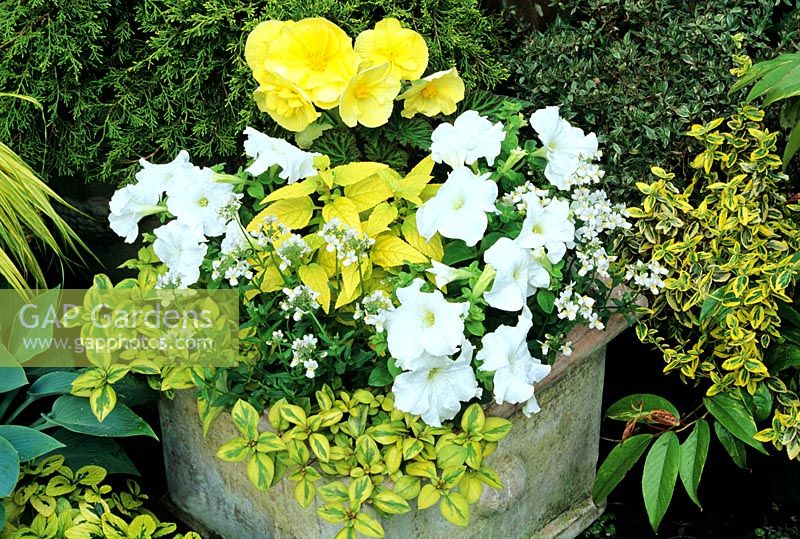 Yellow and white themed planting with Lysimachia 'Outback Sunset', Nemesia and Petunias, a yellow Non stop Begonia and a yellow leaved Phygelius in a terracotta pot treated with lime wash to echo the theme.