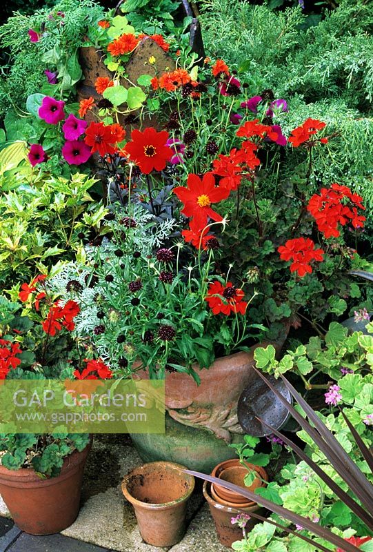 Red themed Summer display in terracotta pots with Dahlia 'Tally Ho', Pelargonium 'Stadt Bern', Scabiosa atropurpurea 'Chile Black' and Artemisia 'Powis Castle'. Petunia 'Purple Wave' and Nasturtium 'Hermine Grashoff' spill from a chimney pot behind.