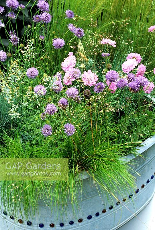 Meadow flowers and dwarf grasses in a tin bath decorated with glass beads. Jasione laevis, Scabiosa 'Pink Mist', Deschampsia 'Tatra Gold' and Festuca 'Blue Fox'.