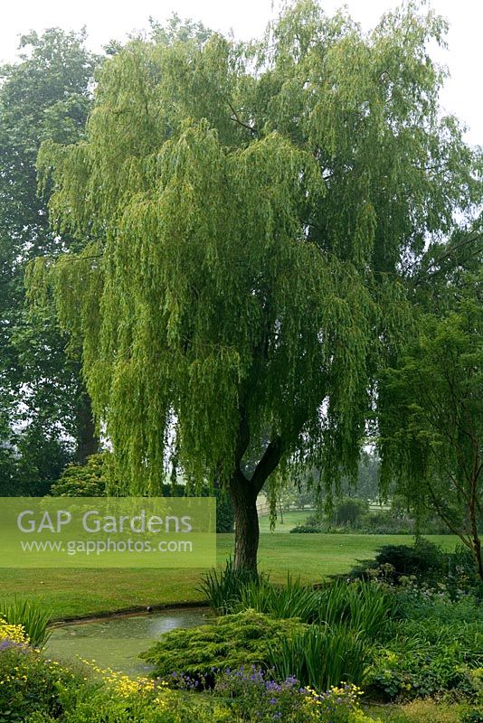 Salix x chrysocoma - Weeping Willow tree over pond at Hodges Barn, Gloucestershire 
