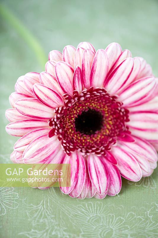 Gerbera with pink and white petals