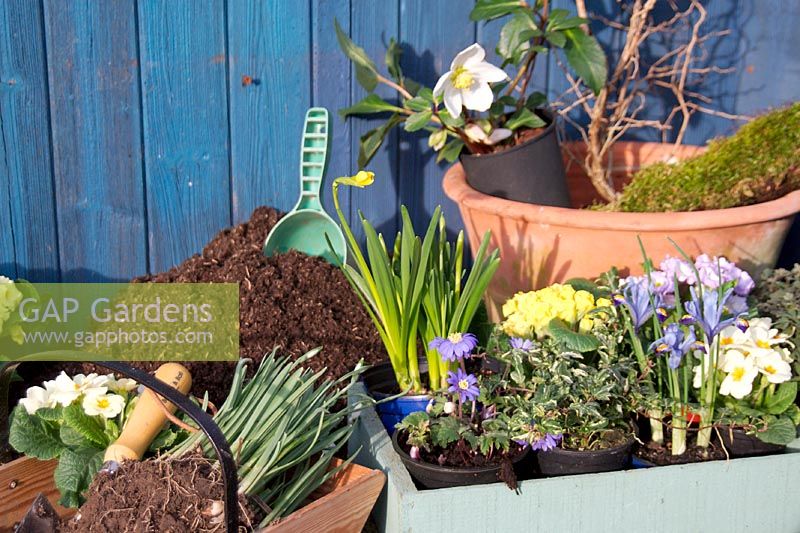 Ingredients for a Spring container including Helleborus, Iris, Primula, Narcissus - Daffodil and Anemone blanda