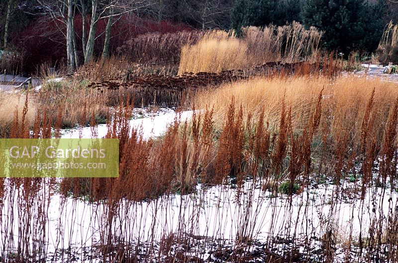 Winter grasses, seed heads and snow - Pensthorpe Millenium Garden, Norfolk