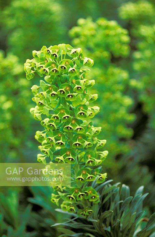 Euphorbia characias subsp wulfenii 'John Tomlinson' 