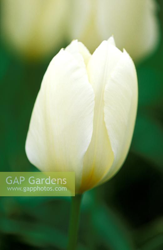Tulipa 'Elegant Lady' 