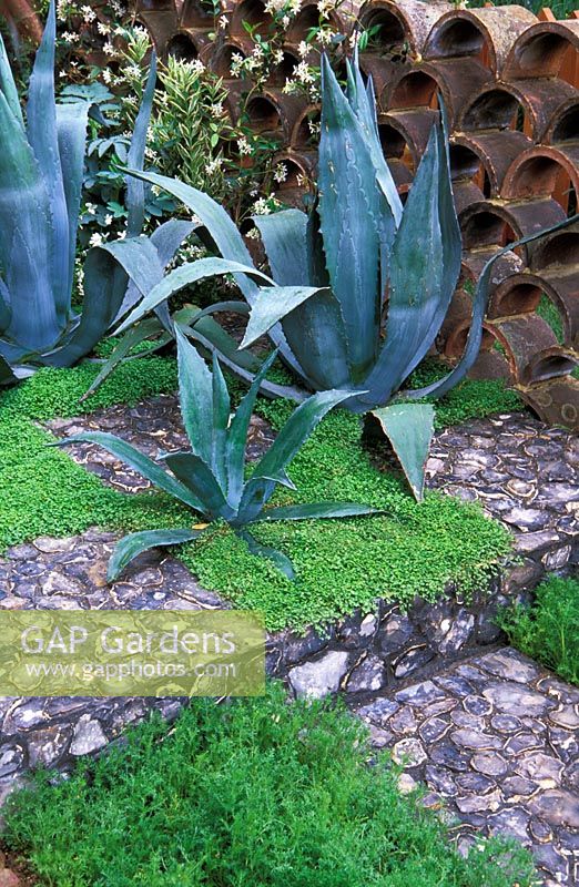 Agave americana planted within a chequerboard effect created by squares of flint, Helxine and Chamaemelum nobile - chamomile with a wall of arched ridge tiles