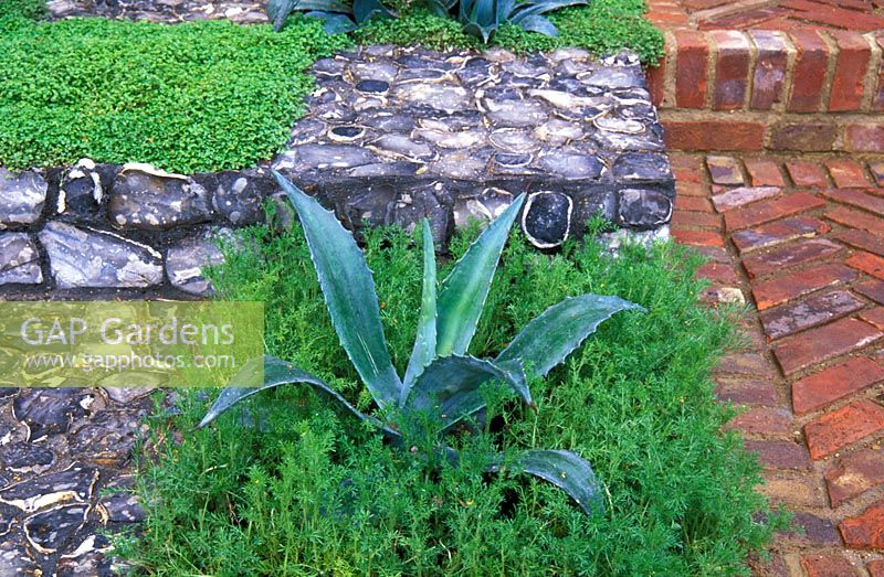 Agave americana planted within a chequerboard effect created by squares of flint, Chamaemelum nobile - chamomile and Helxine with a herringbone brick path