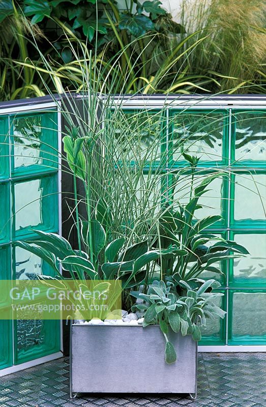 Hostas, Stachys and Miscanthus sinensis 'Morning Light' in a metal planter with a wall created from green, glass bricks
