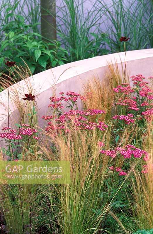 Achillea millefolium 'Cerise Queen', Stipa tennuissima and Cosmos planted within a low curved wall