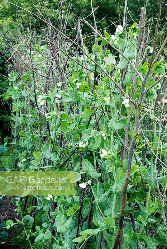Pisum sativum 'Miracle' - Wrinkled variety of pea growing through hazel stick and twig supports - Gants Mill, Wiltshire