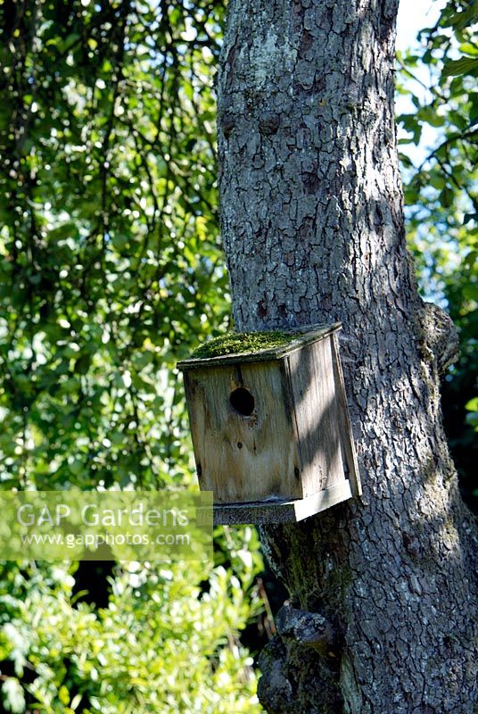 A bird box attached to a Malus tree in a wildlife garden