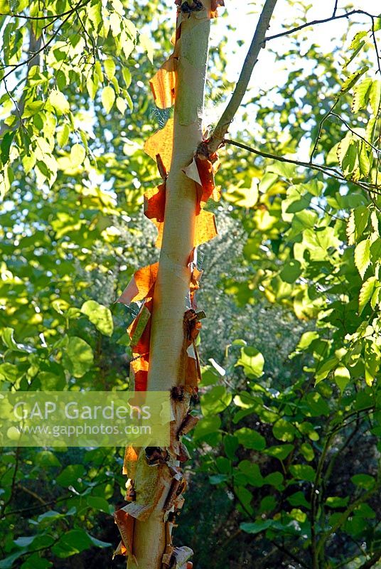 Bark of Betula albosinensis AGM highlighted in sunshine