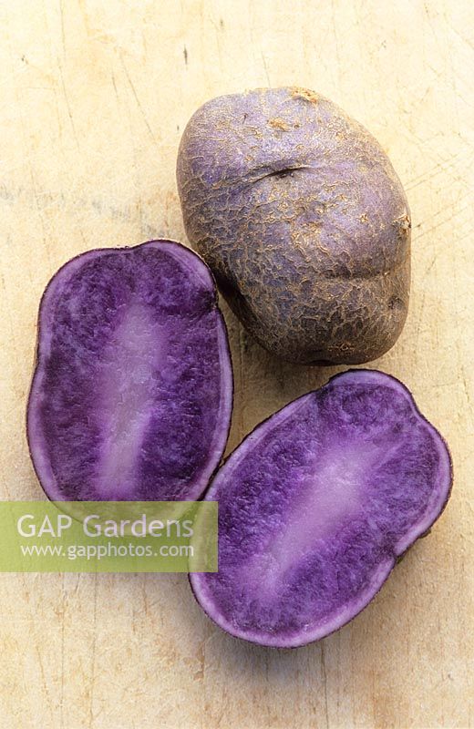 Solanum tuberosum 'Salad Blue' - Potatoes