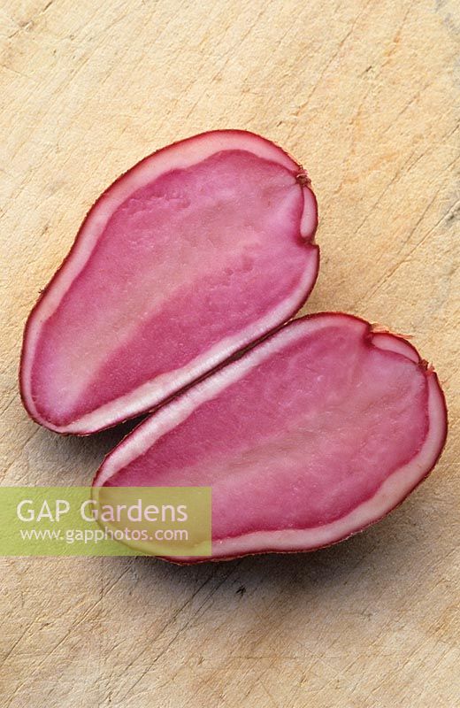 Solanum tuberosum 'Highland Burgundy Red' - Potato  