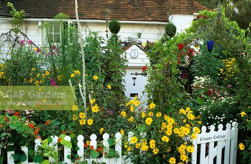 Cottage style front garden packed with colour in summer - Helianthus, Helenium, Verbascum and topiary spirals. White picket fence and iron arch with climbers