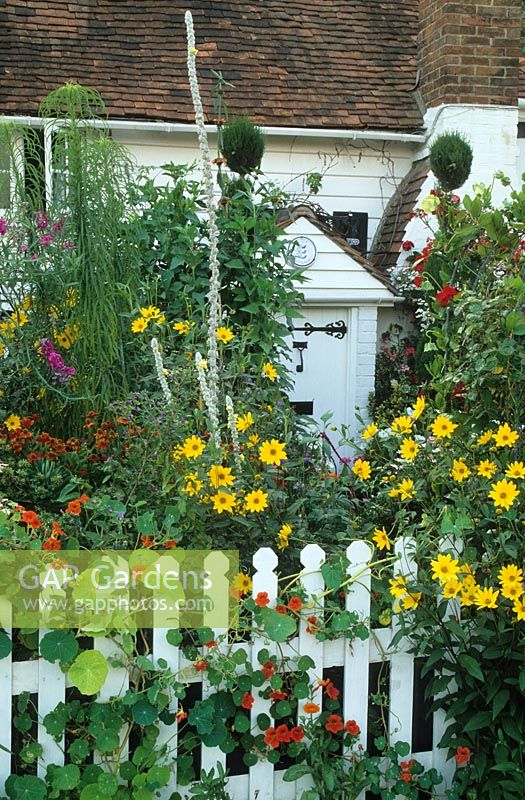 Cottage style front garden packed with colour in summer. Helianthus, Helenium, Verbascum, white picket fence and topiary spirals. 