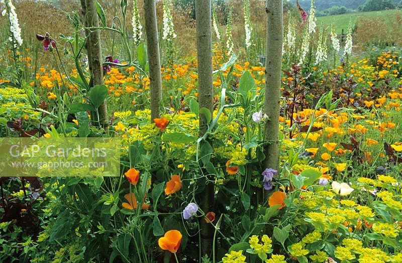 The cutting garden at Perch Hill with sweet pea arch in the foreground, Eschscholzia californica, Atriplex hortensis, Euphorbia oblongata and foxgloves