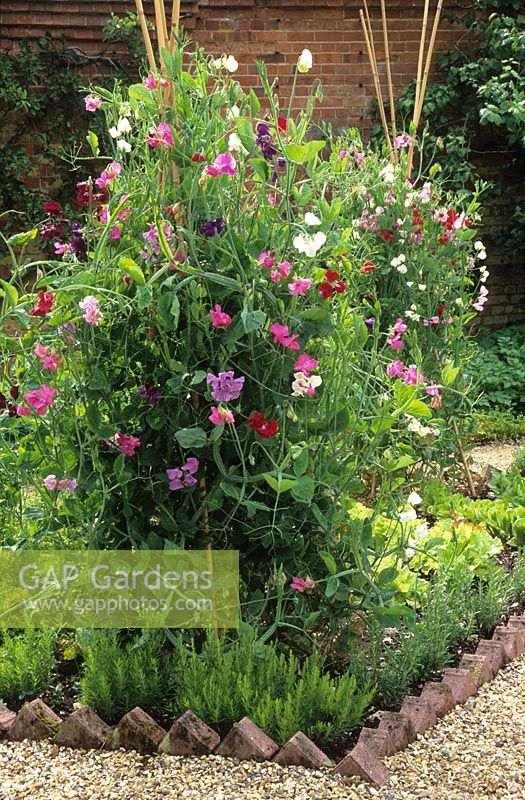 Lathyrus odoratus - Sweet peas growing up two simple tripods made of canes