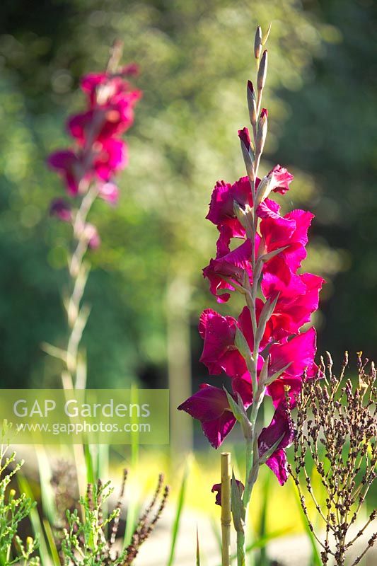 Gladiolus 'Dynasty' growing in the Cutting Garden, Chanticleer Garden