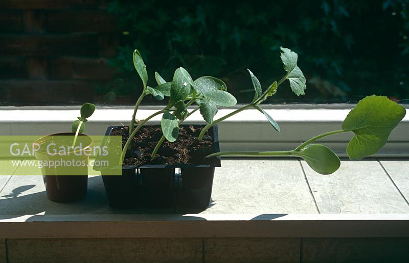 Phototropism - squash seedlings growing towards the sun light on windowsill, March
