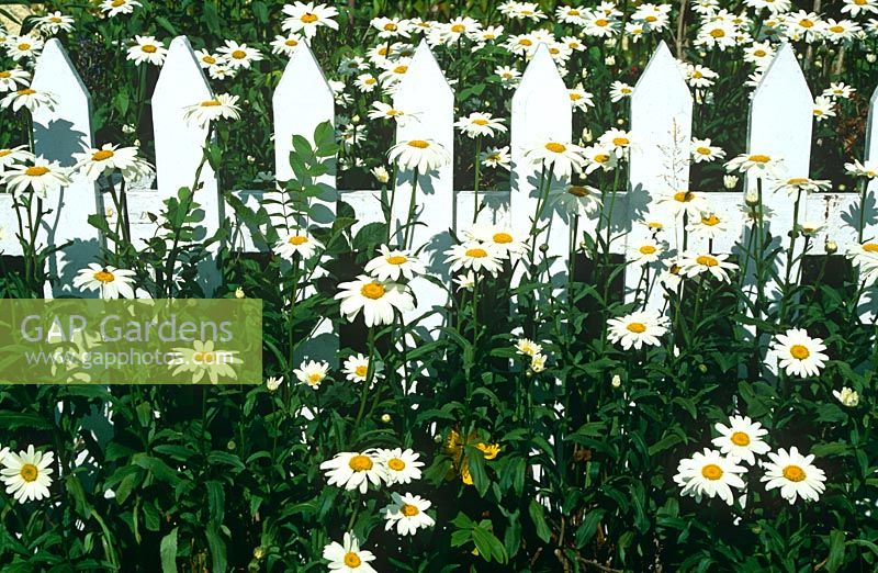 White wooden picket fence with Leucanthemums