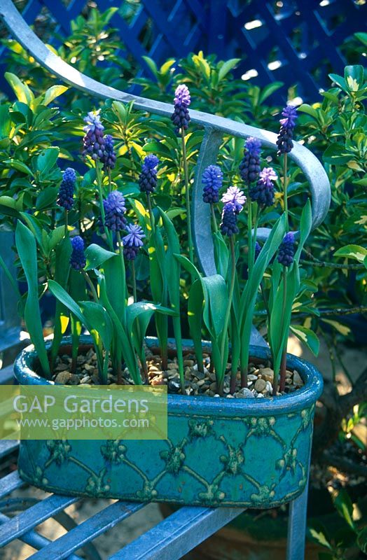 Muscari latifolium 'Blue Angels' in glazed oval ceramic container on metal chair