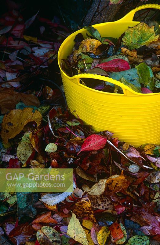 Clearing up fallen autumn leaves, yellow bucket