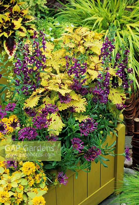 Yellow and purple summer colour theme in painted wooden trough - Coleus 'Pineapplette' with Angelonia, spoon petalled Osteospermum and Lysimachia 'Outback Sunset'