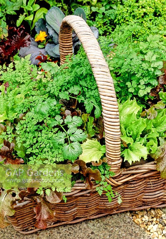 Salad leaf selection growing in a hessian lined wicker shopping basket. Anthriscus cerefolium, Latuca sativa, Radicchio Augusto and Coriandum sativum ready to harvest