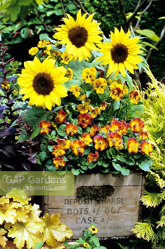 Seed raised cottage garden charmers growing in a salvaged wooden brewery crate - Helianthus 'Choc Chip' with Viola 'Tiger Eyes' and scented Viola 'Amber Kiss'
