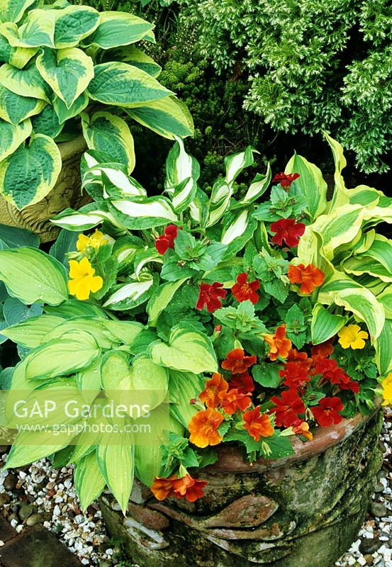 Foliage and flowers for shade - Hosta fortunei albopicta (front), Hosta undulata (rear) and Hosta 'Ground Master' interplanted with Mimulus in a weathered terracotta pot. Hosta 'Wide Brim' behind