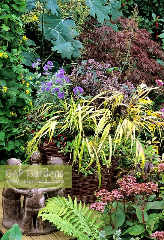 Large wicker basket with shrubs and grasses on timber deck. Pittosporum 'Tom Thumb' with blue Caryopteris 'Ferndown', Hakonechloa macra 'Alboaurea', Hypericum x moserianum 'Tricolor' and Gaultheria procumbens