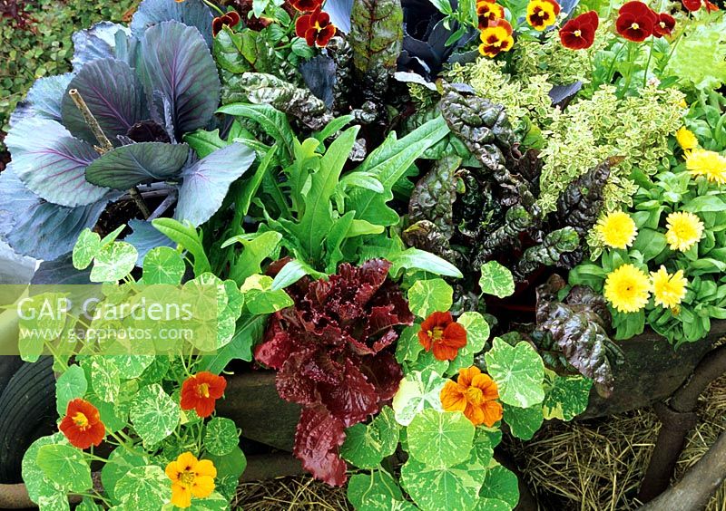 Ornamental kitchen garden planted in a rusty, recycled wheelbarrow - Red cabbage, Tropaeolum majus 'Alaska Mixed', red and green leaved lettuce, ruby chard, pansies, Calendula and Origanum 'Country Cream'