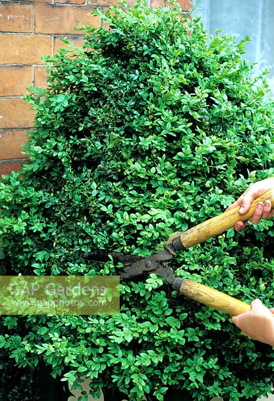 Clipping a pyramid shaped Buxus growing in a gothic style planter with hand shears