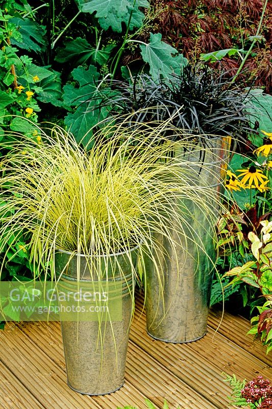 Tall galvanised florists' buckets used to display variegated Carex brunnea 'Jenneke' and black leaved Ophiopogon 'Nigrescens' in a modern setting on a timber deck