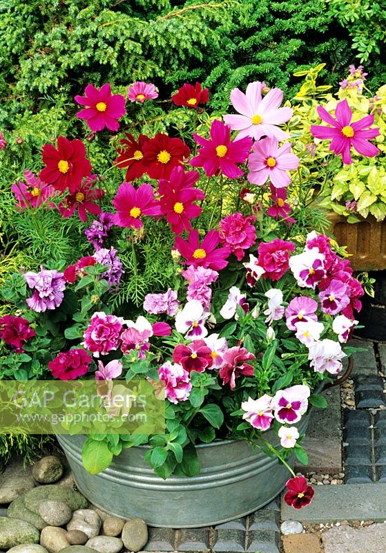 Pink themed, seed raised summer annuals in a galvanised container. Cosmos 'Sonata Mixed' with double pink petunias and pink faced pansies