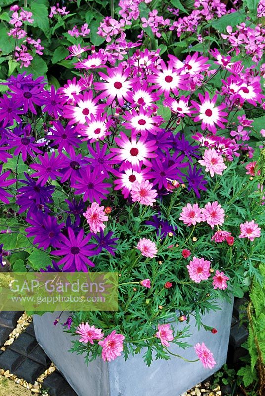 Spectacular new Pericallis Senetti Series  growing in a grey fibreclay container with their perfect partner, Argyranthemum 'Summer Melody' 