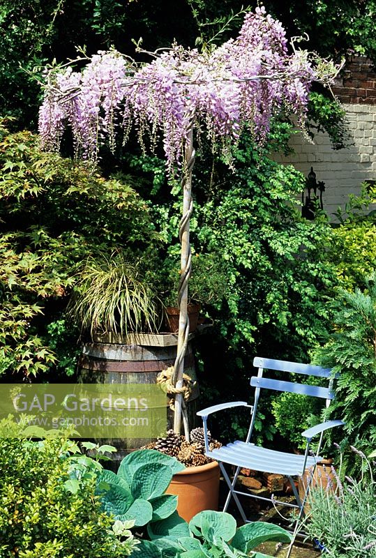 Wisteria umbrella imported from Italy, growing in a terracotta pot and used to cast dappled shade in a sun trap