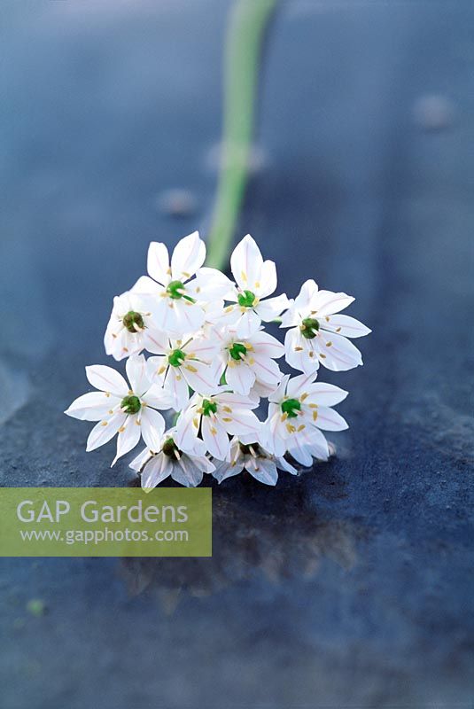Allium neapolitanum  also known Daffodil Garlic, Flowering Onion or Naples Garlic on wet slate surface