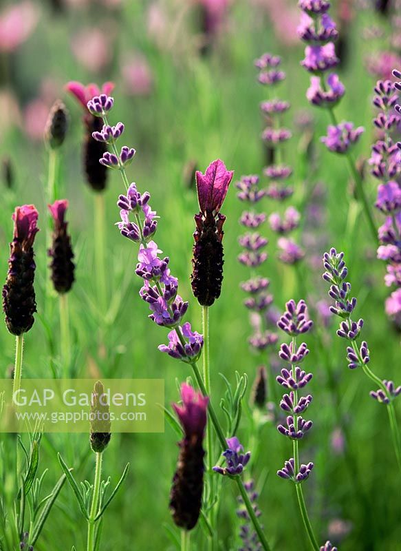 Plant combination of Lavenders - Lavandula stoechas x viridis 'Regal Splendour' and Lavandula 'Royal Purple'
