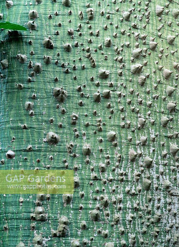 Chorisia speciosa - Silk Floss tree, detail of thorny bark