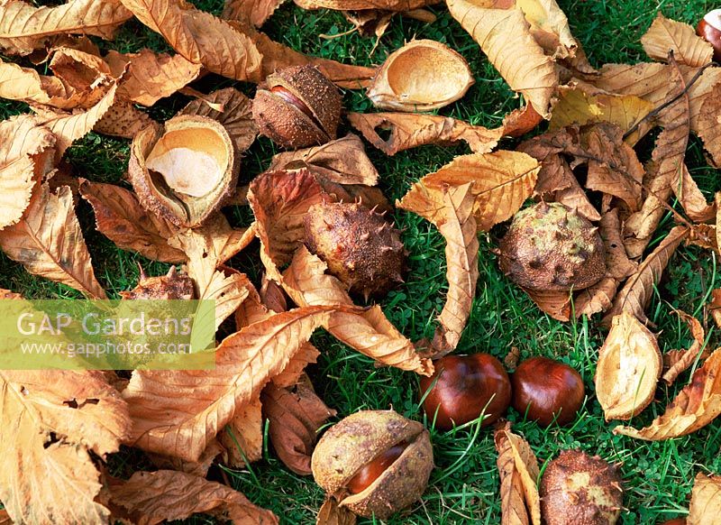 Aesculus castanea - Horse Chestnuts and autumn foliage on grass